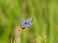 Geißklee Bläuling oder Argus Bläuling Männchen